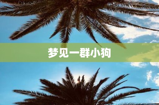 梦见一群小狗