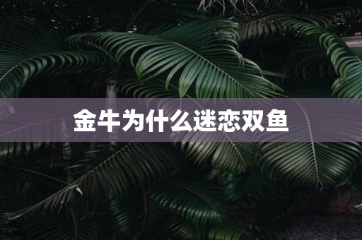 金牛为什么迷恋双鱼