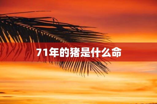 71年的猪是什么命