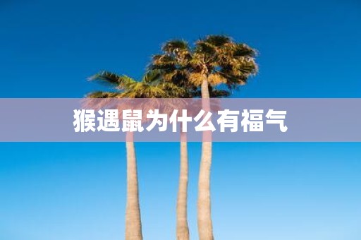 猴遇鼠为什么有福气