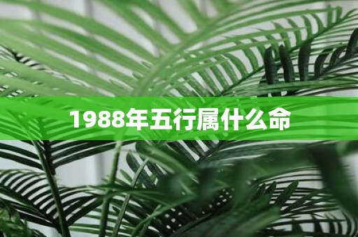1988年五行属什么命