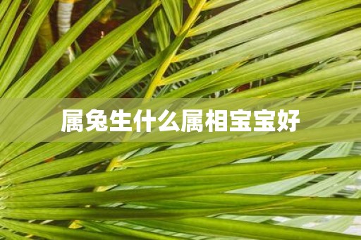 属兔生什么属相宝宝好