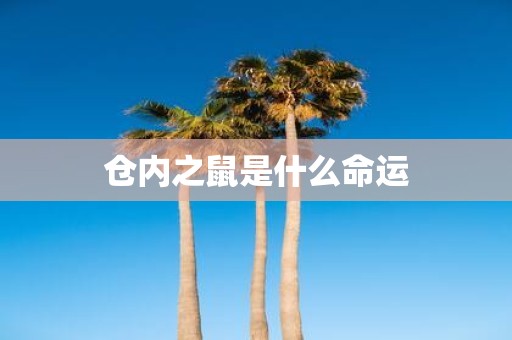 仓内之鼠是什么命运