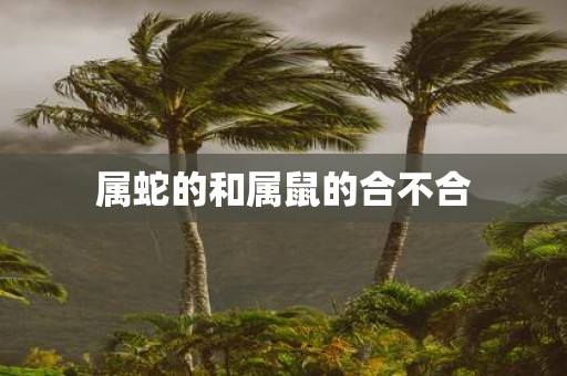 属蛇的和属鼠的合不合