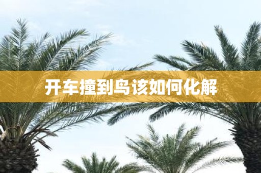 开车撞到鸟该如何化解