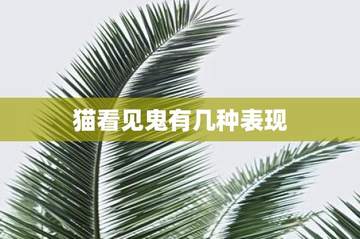 猫看见鬼有几种表现