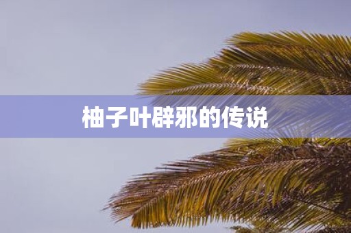 柚子叶辟邪的传说