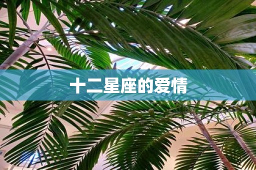 十二星座的爱情