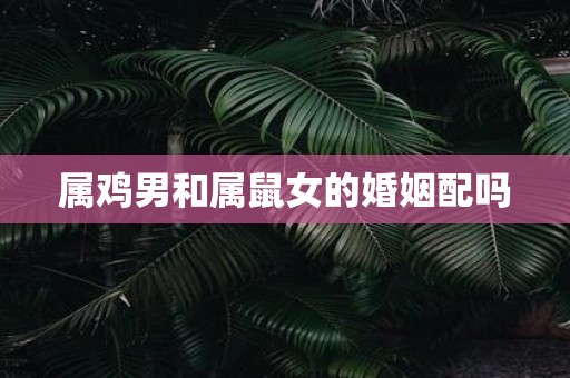 属鸡男和属鼠女的婚姻配吗