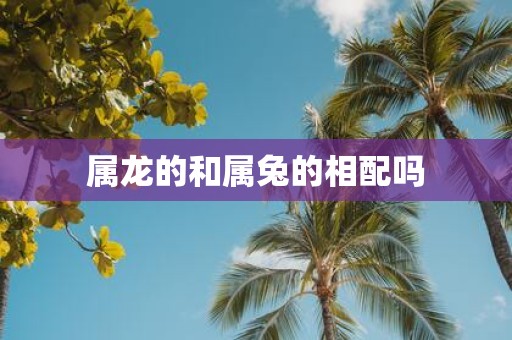 属龙的和属兔的相配吗