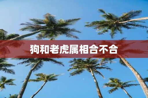 狗和老虎属相合不合