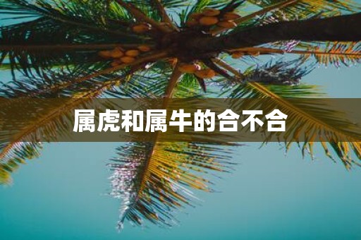 属虎和属牛的合不合