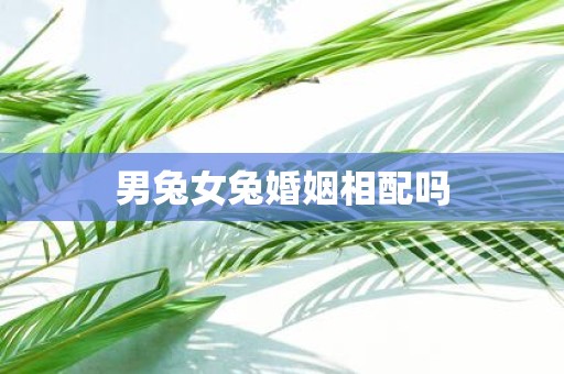 男兔女兔婚姻相配吗