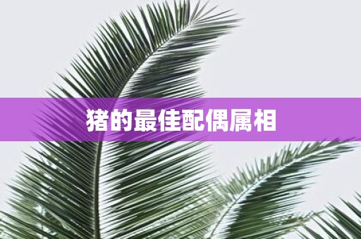 猪的最佳配偶属相