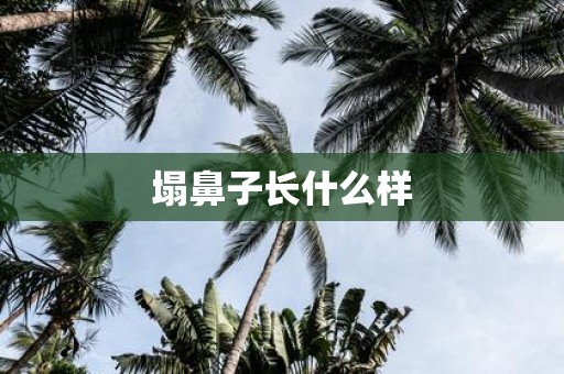 塌鼻子长什么样