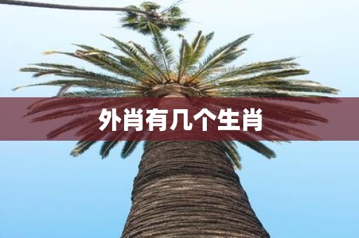 外肖有几个生肖