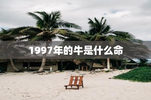1997年的牛是什么命