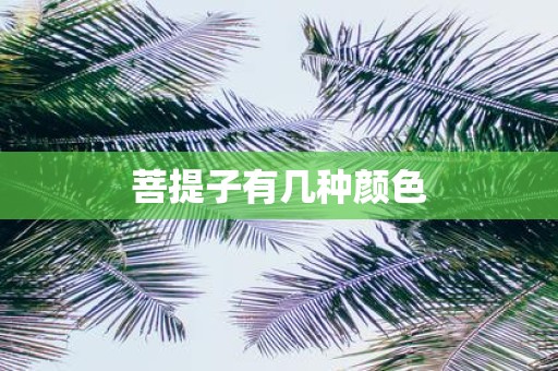菩提子有几种颜色