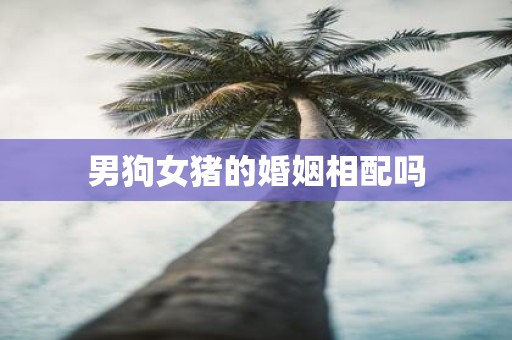 男狗女猪的婚姻相配吗