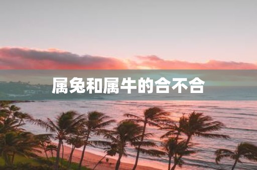 属兔和属牛的合不合