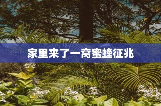 家里来了一窝蜜蜂征兆