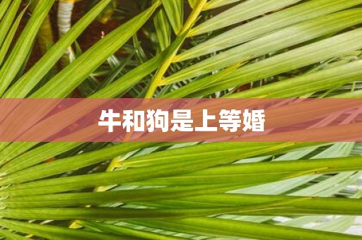 牛和狗是上等婚