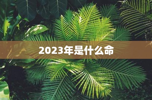 2025年是什么命