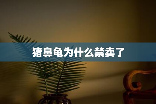 猪鼻龟为什么禁卖了
