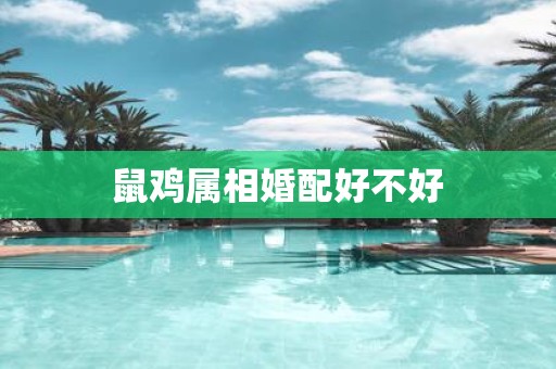 鼠鸡属相婚配好不好