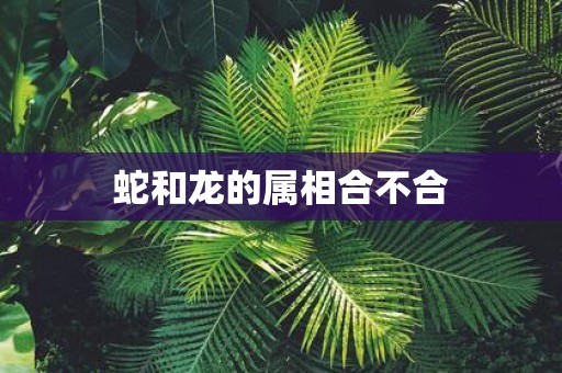 蛇和龙的属相合不合