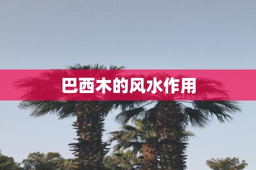 巴西木的风水作用