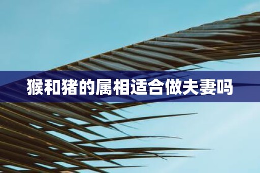 猴和猪的属相适合做夫妻吗