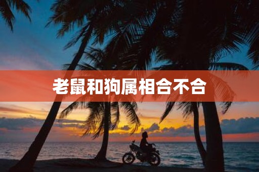老鼠和狗属相合不合