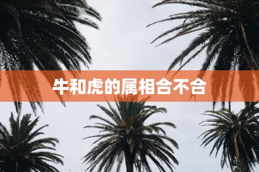 牛和虎的属相合不合