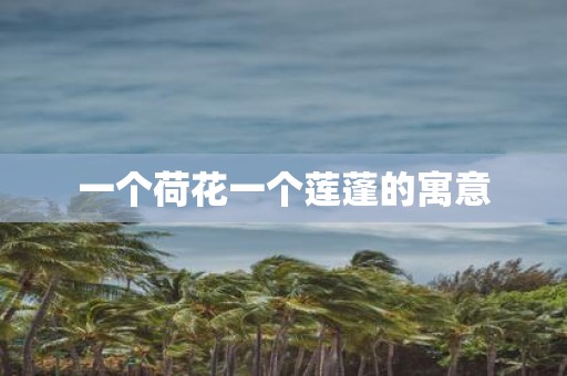 一个荷花一个莲蓬的寓意