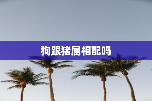狗跟猪属相配吗