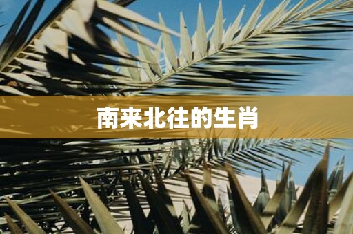 南来北往的生肖