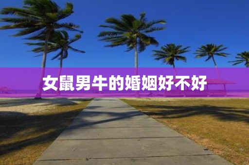 女鼠男牛的婚姻好不好