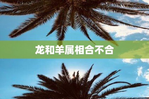 龙和羊属相合不合