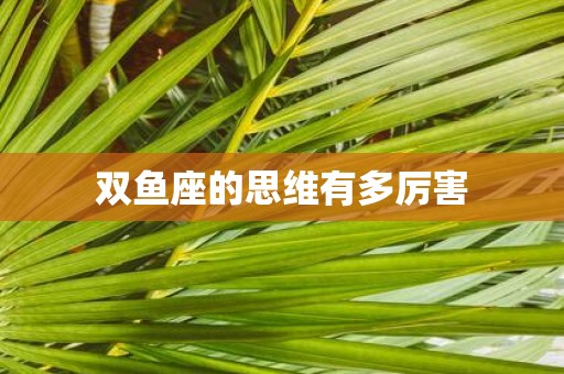双鱼座的思维有多厉害