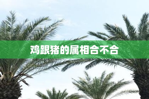 鸡跟猪的属相合不合