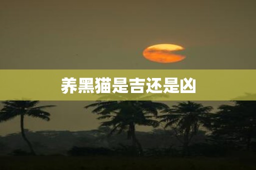 养黑猫是吉还是凶