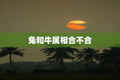 兔和牛属相合不合