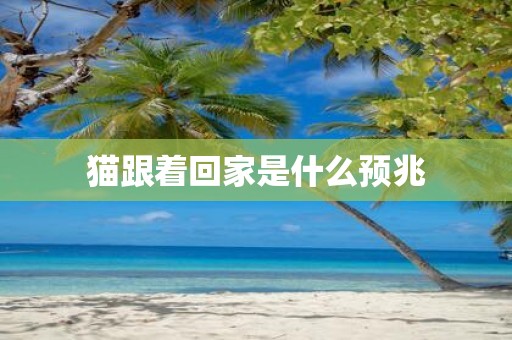 猫跟着回家是什么预兆
