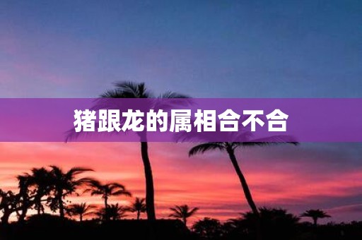 猪跟龙的属相合不合