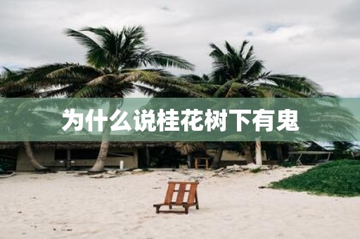 为什么说桂花树下有鬼