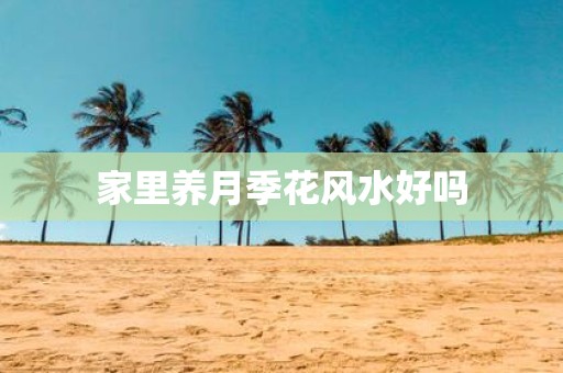 家里养月季花风水好吗