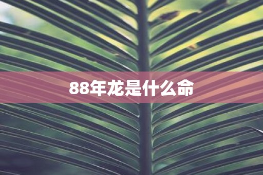 88年龙是什么命