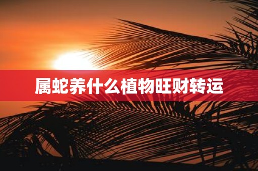 属蛇养什么植物旺财转运