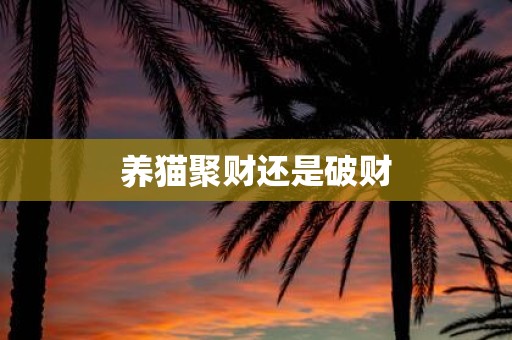 养猫聚财还是破财